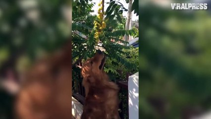 Golden Retriever Eating Berries From Tree