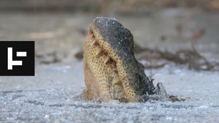 These Animals Can Freeze and Come Back to Life