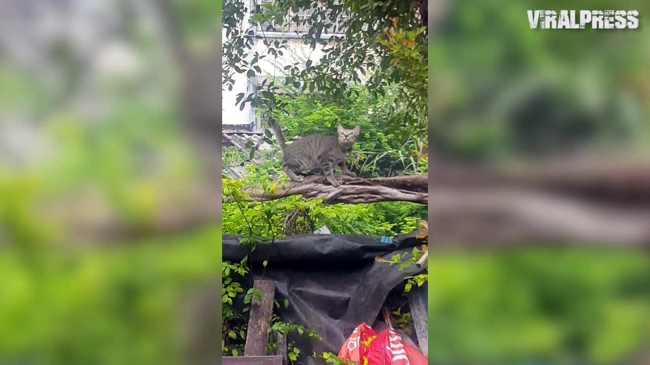 Two Birds Bully A Cat!