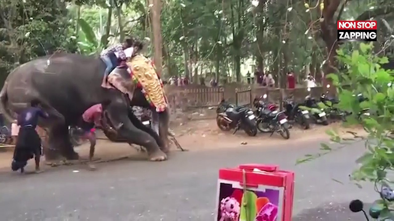 Inde : Incontrôlable, un éléphant sème la pagaille en détruisant tout sur son passage (Vidéo)