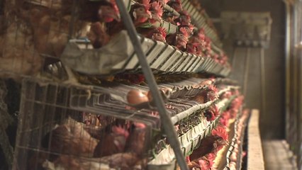 AI 충남 상륙...양계 농가 초비상 / YTN