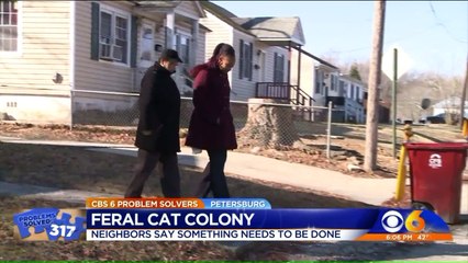 'Fighting' Feral Cat Colony is Taking Over Virginia Neighborhood, Residents Says