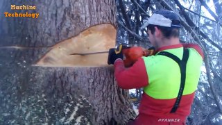 cutting dengres bigest tree