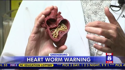 How to Protect Your Pets Against Mosquito-Transmitted Heartworms