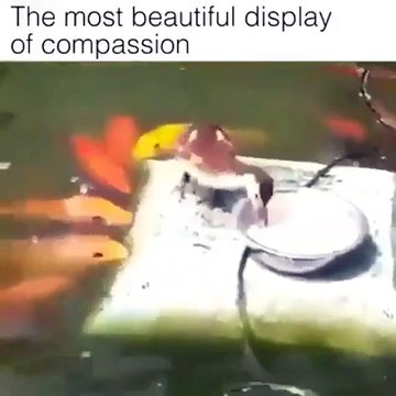 Duck feeding the fishes (سبحان اللہ العظیم)