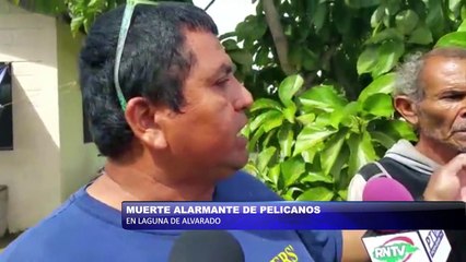 Muerte alarmante de pelícanos en Laguna de Alvarado