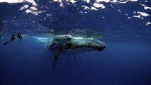 Humpback Whales in Tonga