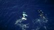 Humpback Whales Aerial View from Tonga