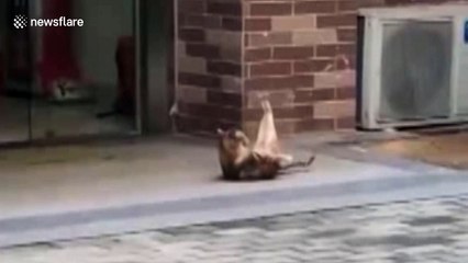 Cat caught doing sit-ups