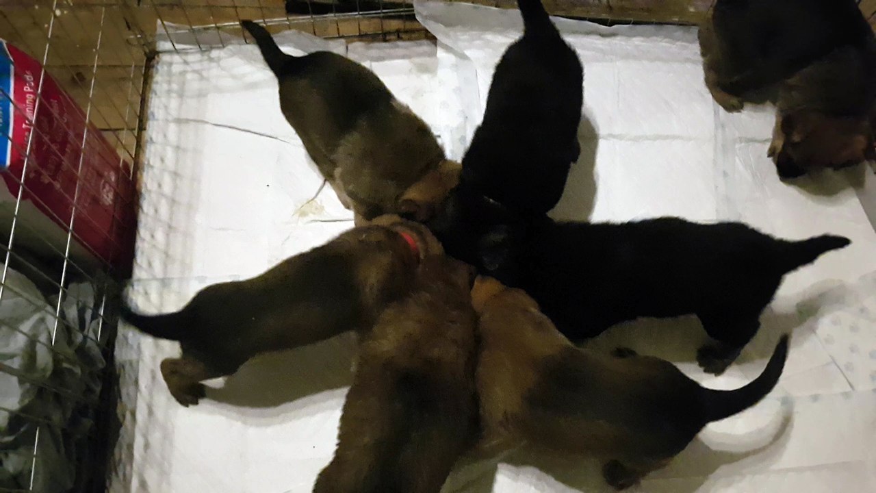 German Shepherd Puppies eating Scrambled Eggs
