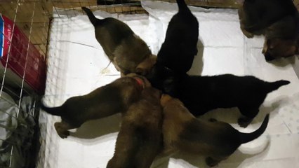 German Shepherd Puppies eating Scrambled Eggs
