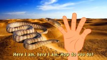 Finger Family Snake | cartoon Wild Animals Rhymes l | Nursery Rhymes For Children