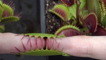 Cette plante carnivore veut manger son propriétaire. Miam miam le bon doigt.. Venus Flytrap