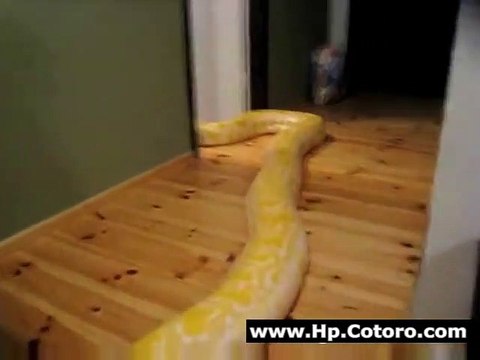 Il donne le bain à un python birman de 5m de long...