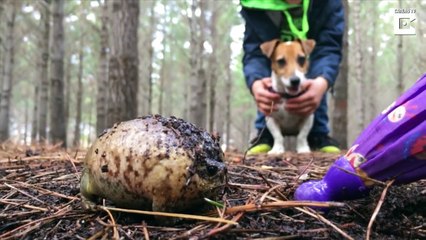Cette grenouille n'est pas contente du tout
