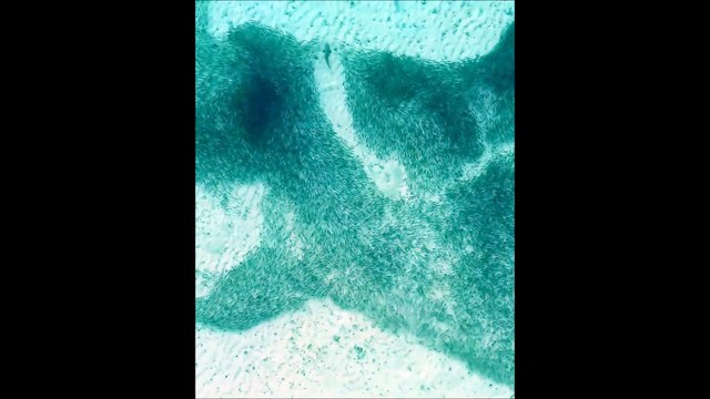 Les images aériennes de requins qui chassent aux Maldives sont magiques