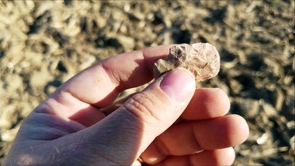 arrowhead hunting 2/20/2017