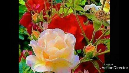 Good Morning | Subha Bakhair | beautiful voice of World | 2018 video