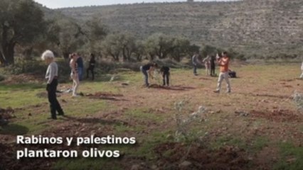 Rabinos celebran la fiesta judía de Tu Bishvat plantando árboles en Cisjordania