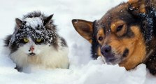 Une nouvelle loi interdit de laisser les chiens et les chats dehors en hiver !