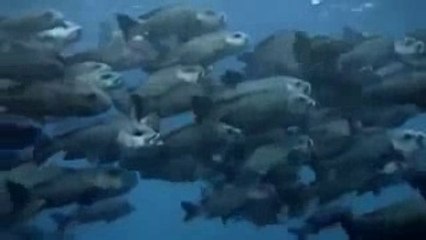 Animal Planet - Ocean Predators