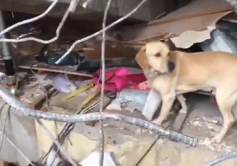 Rescue Dog "Iron Hero" Braves Hualien Earthquake Site to Locate Victim