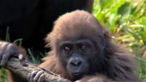 Gorillageburtstag: Gladys wird fünf Jaher alt