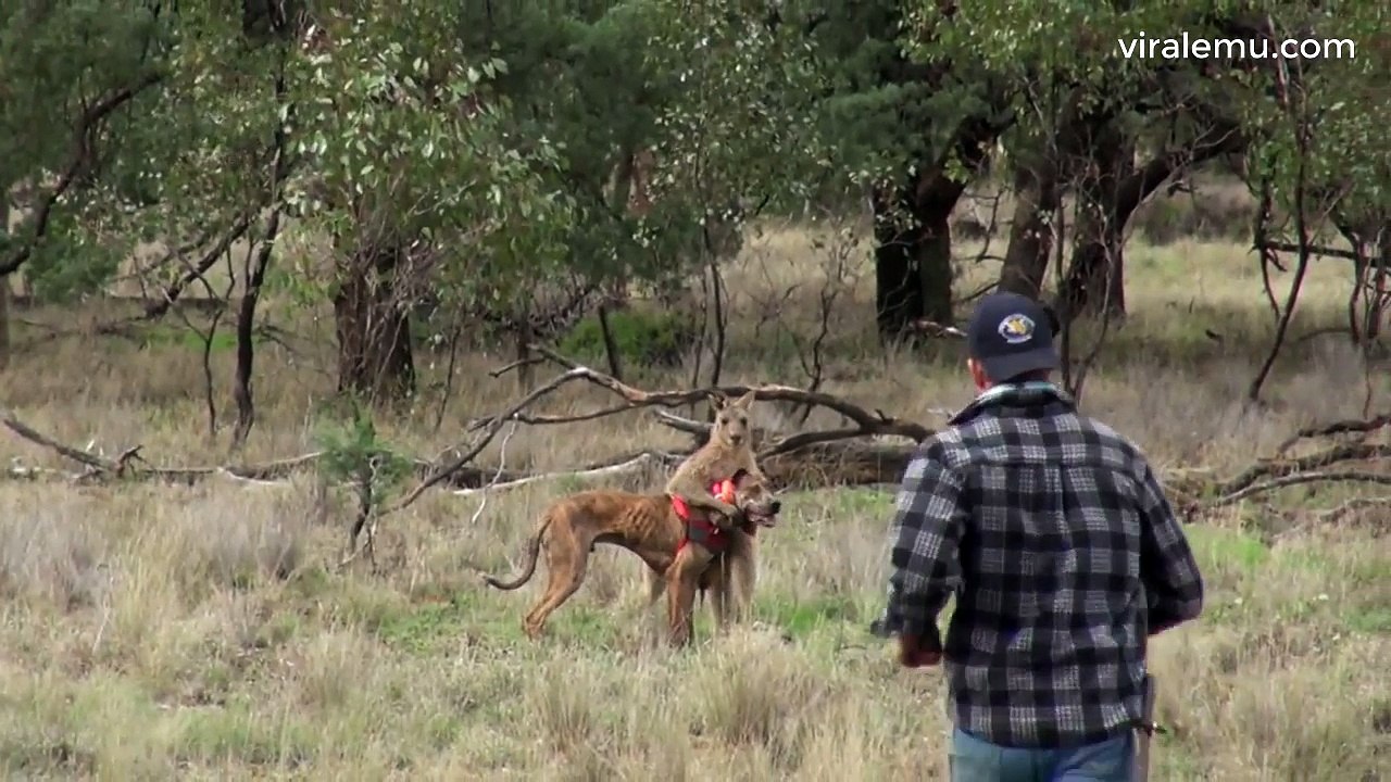 Man Punches a Kangaroo in the Face to Rescue His Dog (Original HD