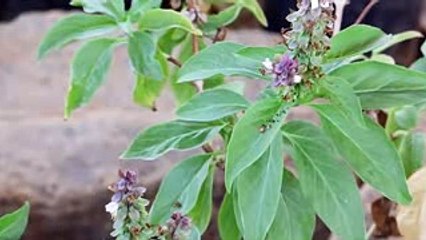 பருக்களை வேருடன் அழிக்க உதவும் இந்த செடியை பற்றி தெரியுமா???