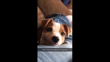 Je rêve ou mon chien me sourit...