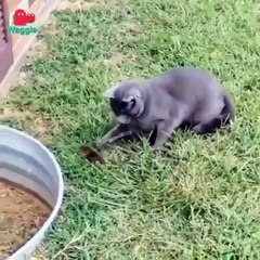 Cat Playing very Funny movement