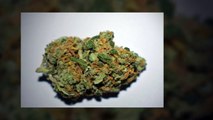 Quality Sativa Marijuana Seeds Low Prices