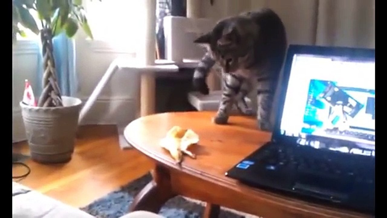 FUNNY_VIDEOS__Funny_Cats_-_Funny_Fails_-_Funny_Animals_-_Cat_Funny_Videos-2018