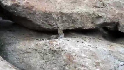 Leopard Safari in Jawai