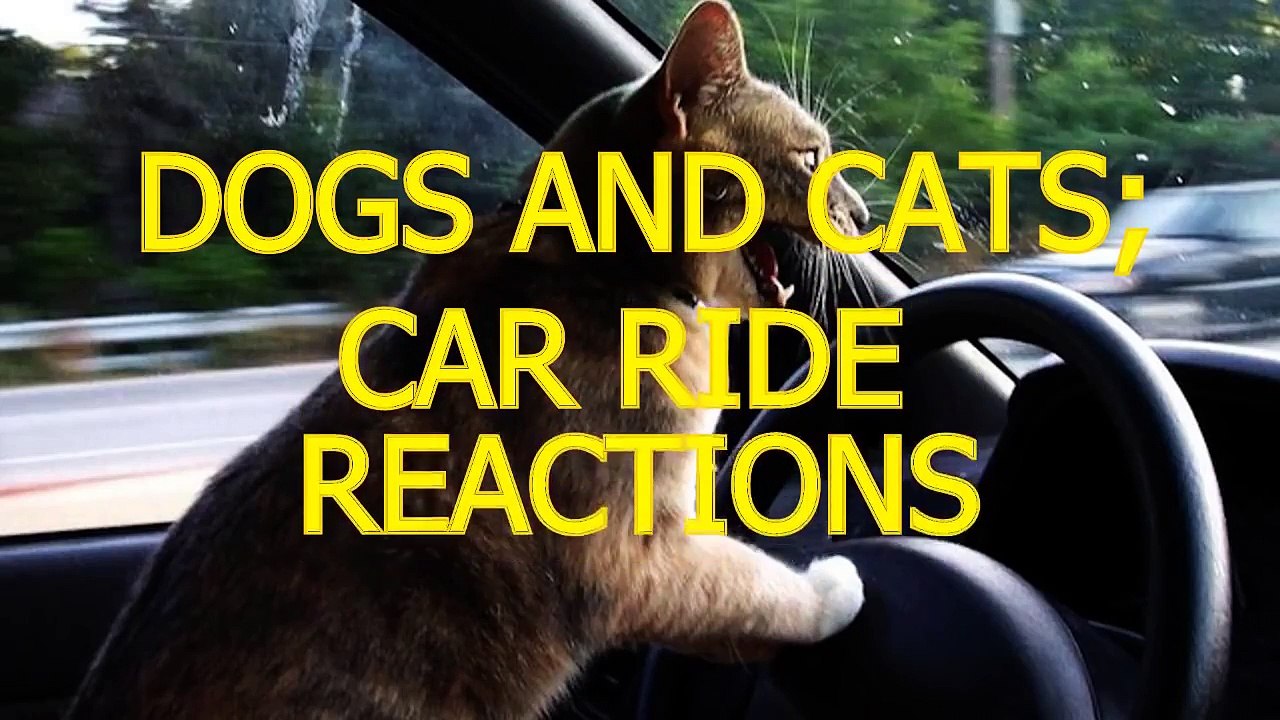 Cats_and_dogs_on_their_first_car_ride__Cute_and_funny_animal_compilation