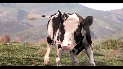 Cow vs Man Fight Scene HD
