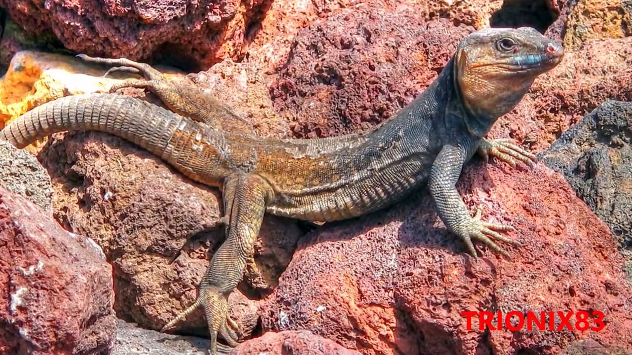 Animales extintos encontrados vivos – Animales que se creian extintos