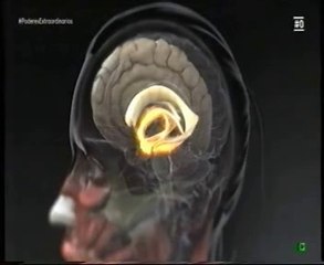 Orientacion espacial: Diferencias de genero (Hipocampo y cortex entorrinal) (Natalia Ojeda)