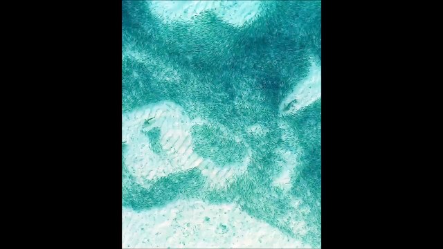 Les images aériennes de requins qui chassent aux Maldives sont magiques