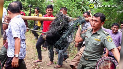 고무농장에서 일하던 부부, 곰에게 습격당해, 아내는 결국 사망