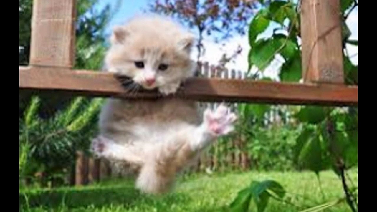 beautiful_animals_slideshow