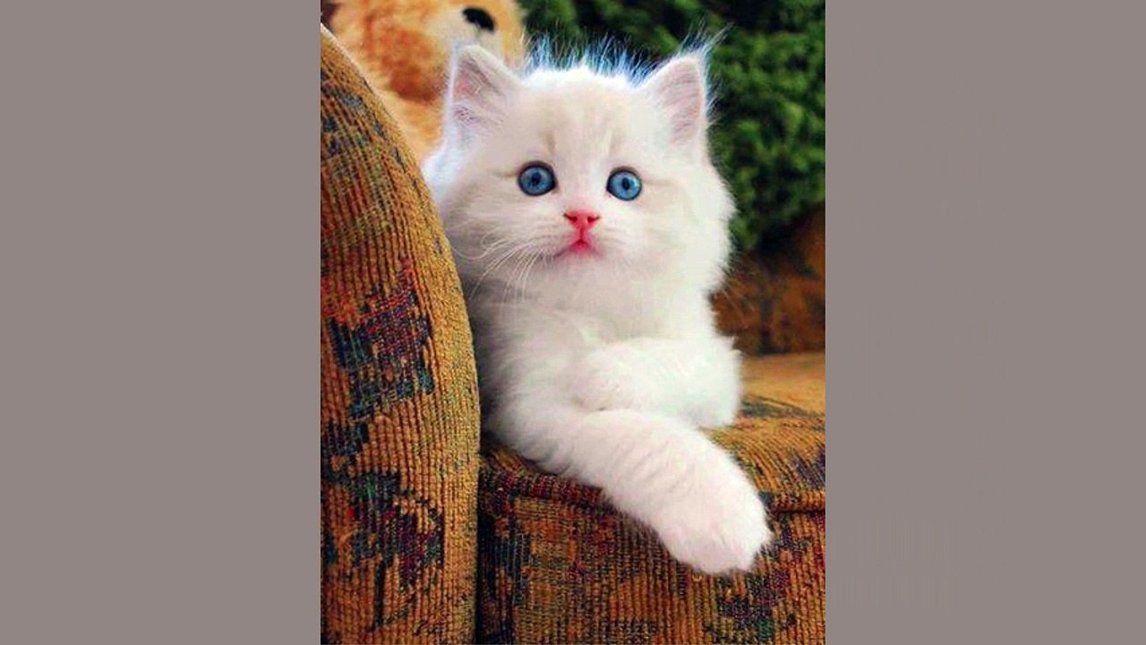Most_beautiful_cat_in_the_world_2018