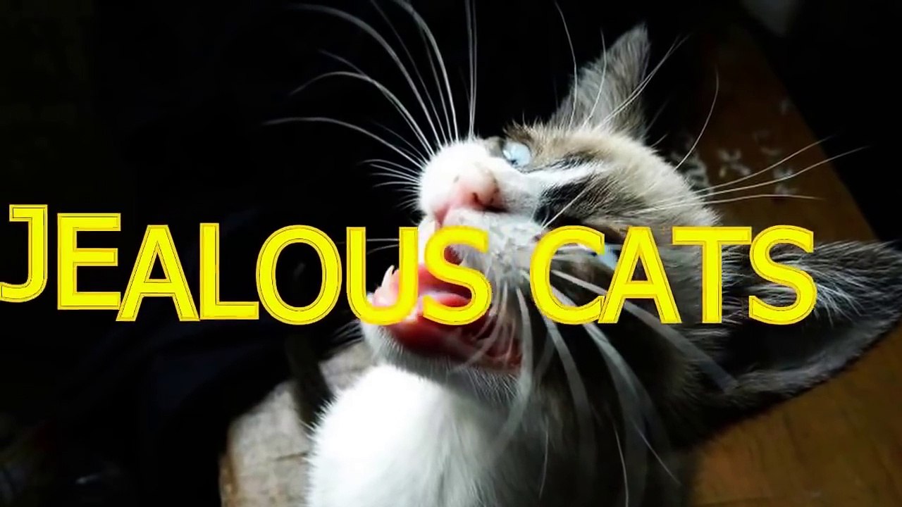 Cute_cats_feel_jealous___Funny_jealous_cats_compilation