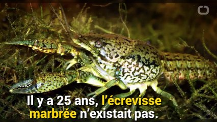 Cette espèce n’existait pas il y a 20 ans, elle envahit maintenant l’Europe et l’Afrique