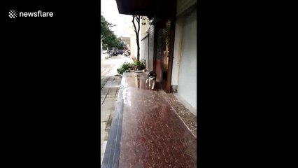 Dog uses slippery floor as treadmill