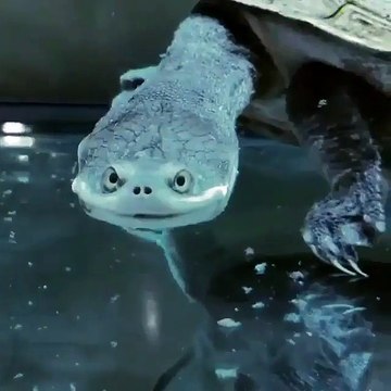 East Australian Species of snake-nacked turtle سبحان اللہ العظیم وبحمدہ