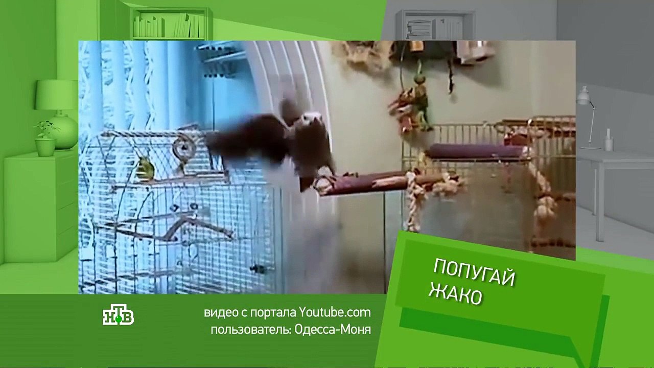 Моня в программе 'Кто в Доме хозяин?'