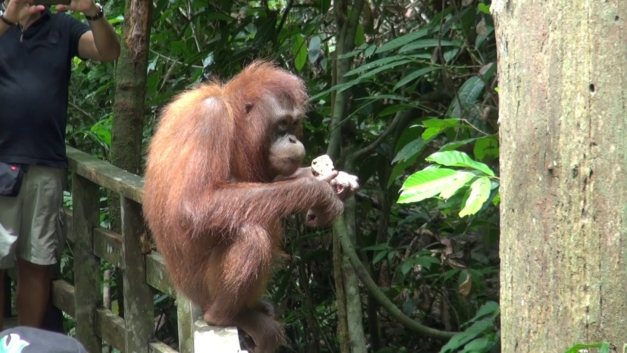 Orangutan Rehabilitation Centre, Sepilok, Borneo, Malaysia