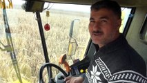 Kahramanmaraş'ta çiftçiden kış ortasında mısır hasadı