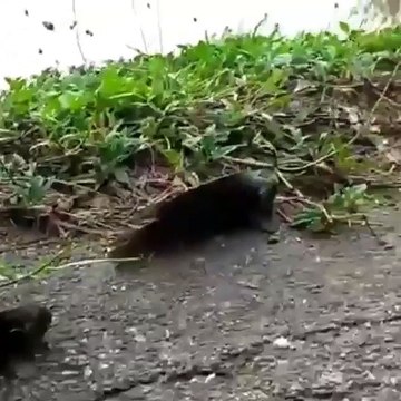 Fish Searching Water - سبحان اللہ العظیم وبحمدہ